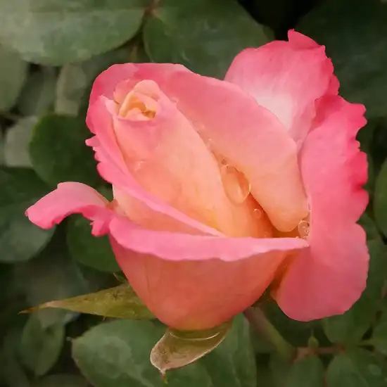Rosa Laetitia Casta® - alb - roz - trandafir teahibrid